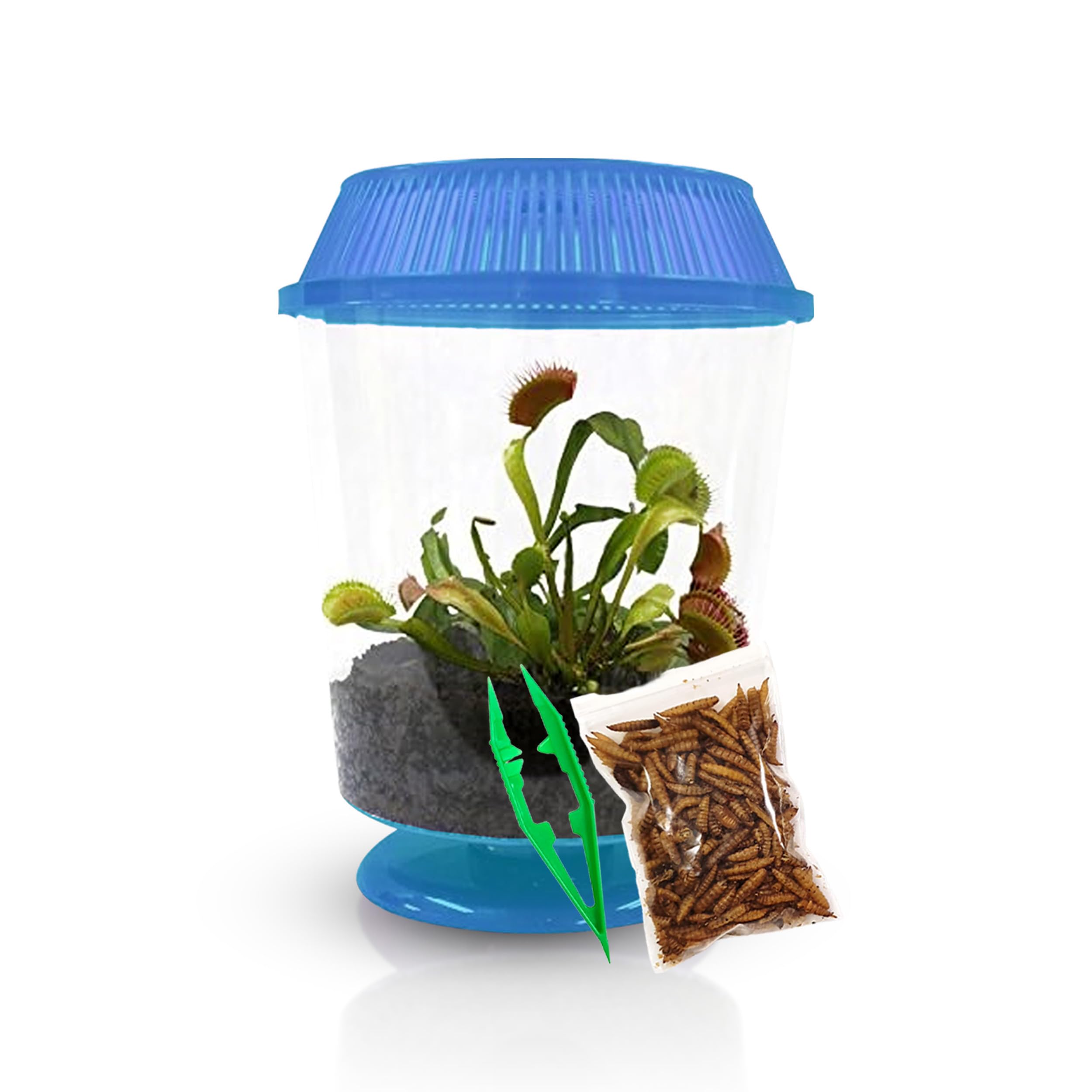 Venus Fly Trap Live Plant with 4.5 Blue Terrarium Bundle