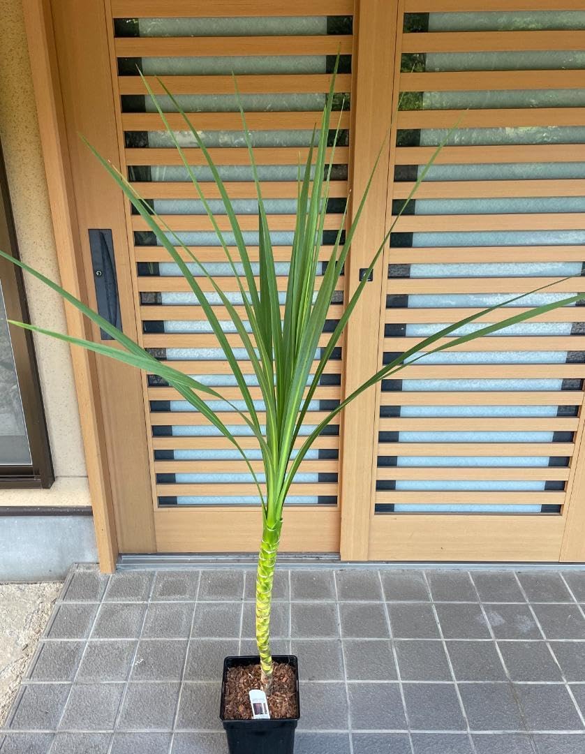 ニオイシュロラン コルジリネ 幹立ち3本セット