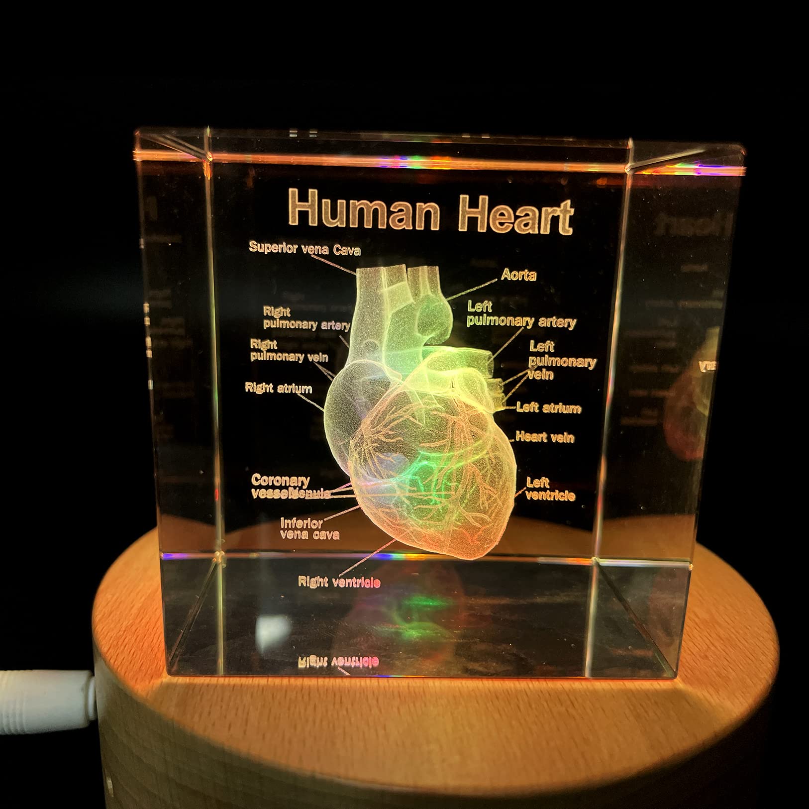 Amazon.com: XINDAM 3D Human Heart with Labels Anatomical Model