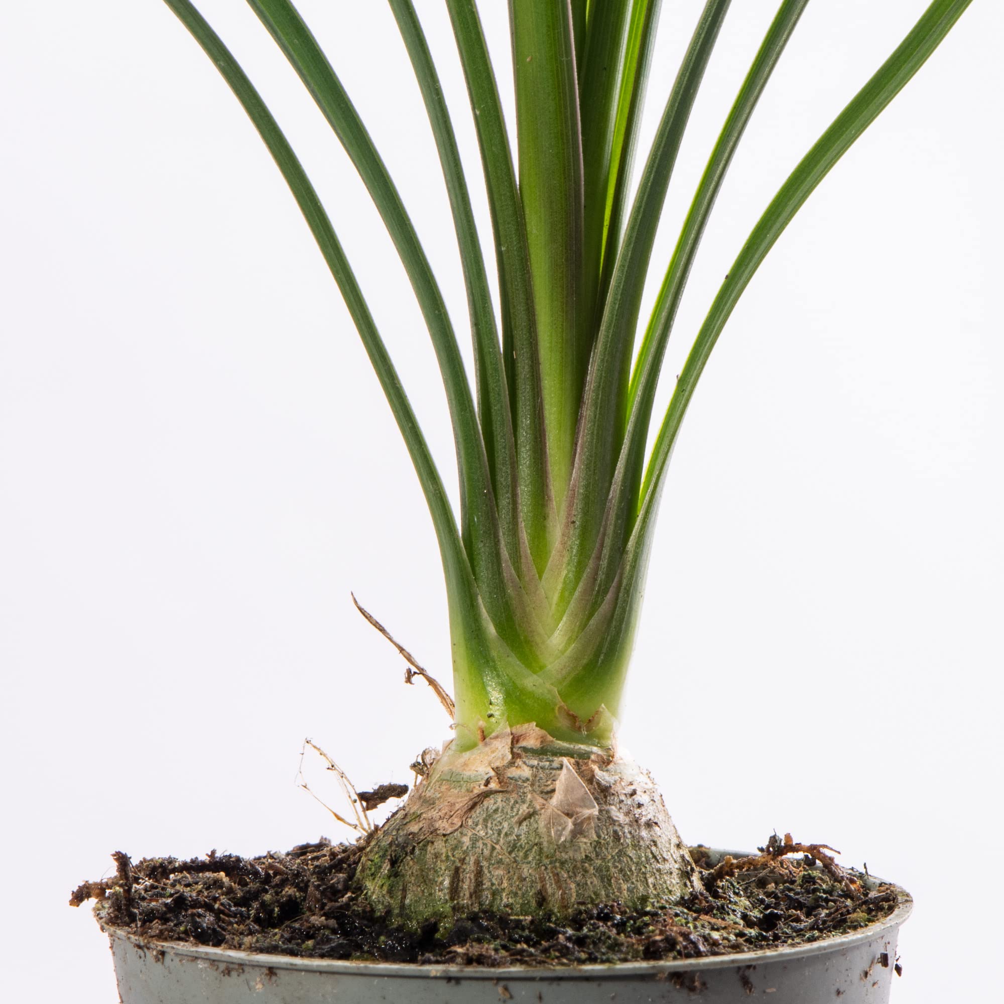goldfruchtpalme pflegen Goldfruchtpalme - Dypsis lutescens