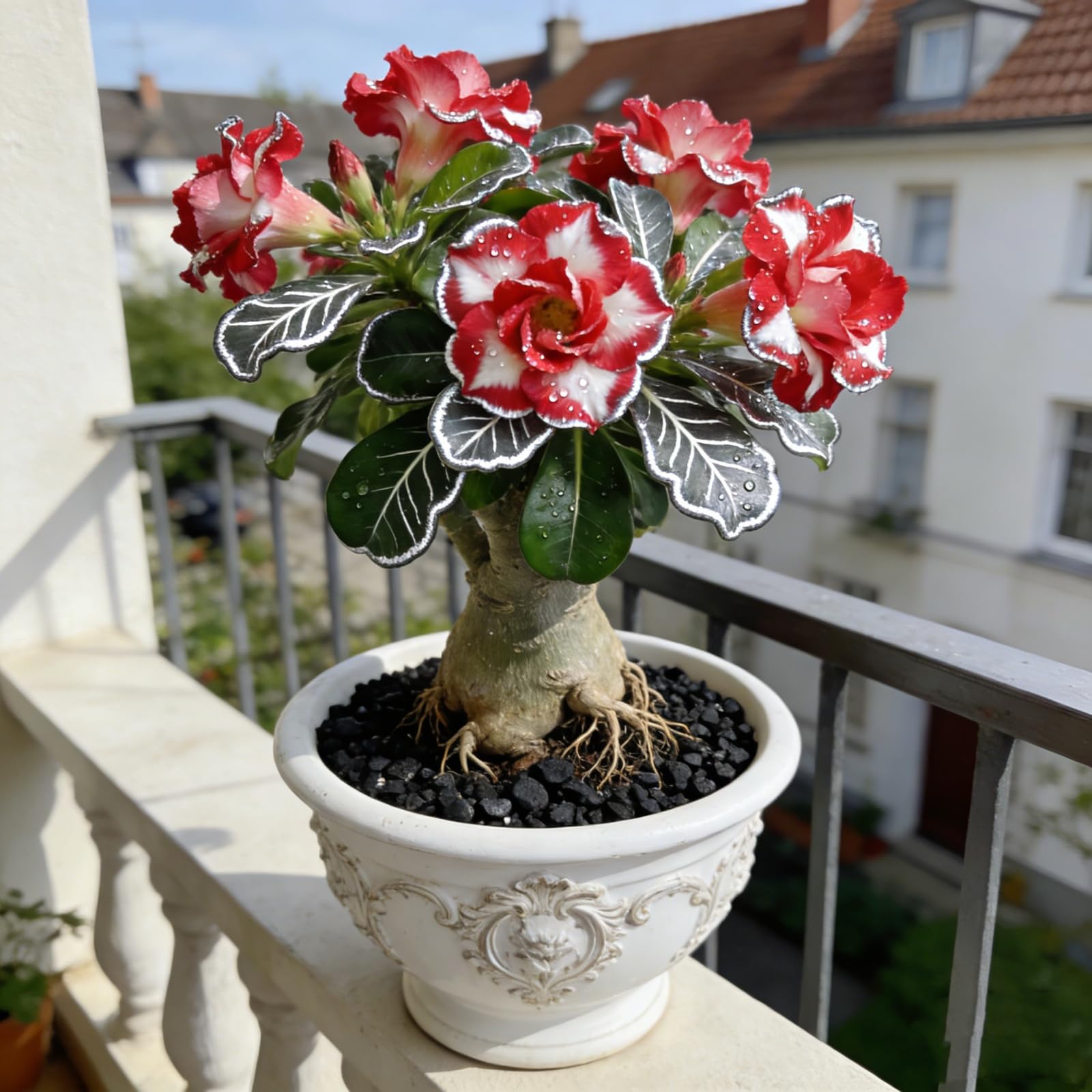 Rosa del deserto, resistente, perenne - Giardini e balconi, decorazione, giardini-2bulbi-C