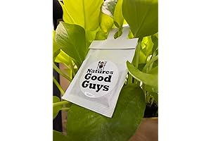 Natures Good Guys - Amblyseius swirskii Lacewing Eggs