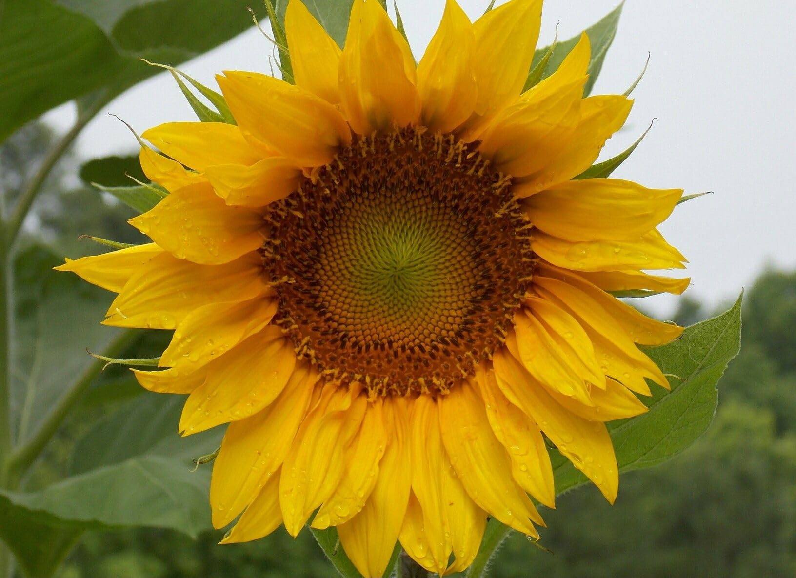 Amazon.com : Sunflower, Mammoth Russian, 25 Seeds per Pack, Newly