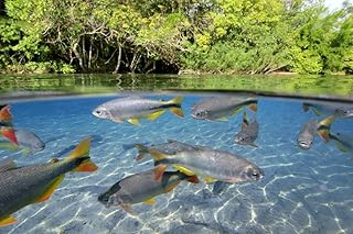 Characin fish Brazil Poster Print by VWPicsStocktrek Images (17 x 11)