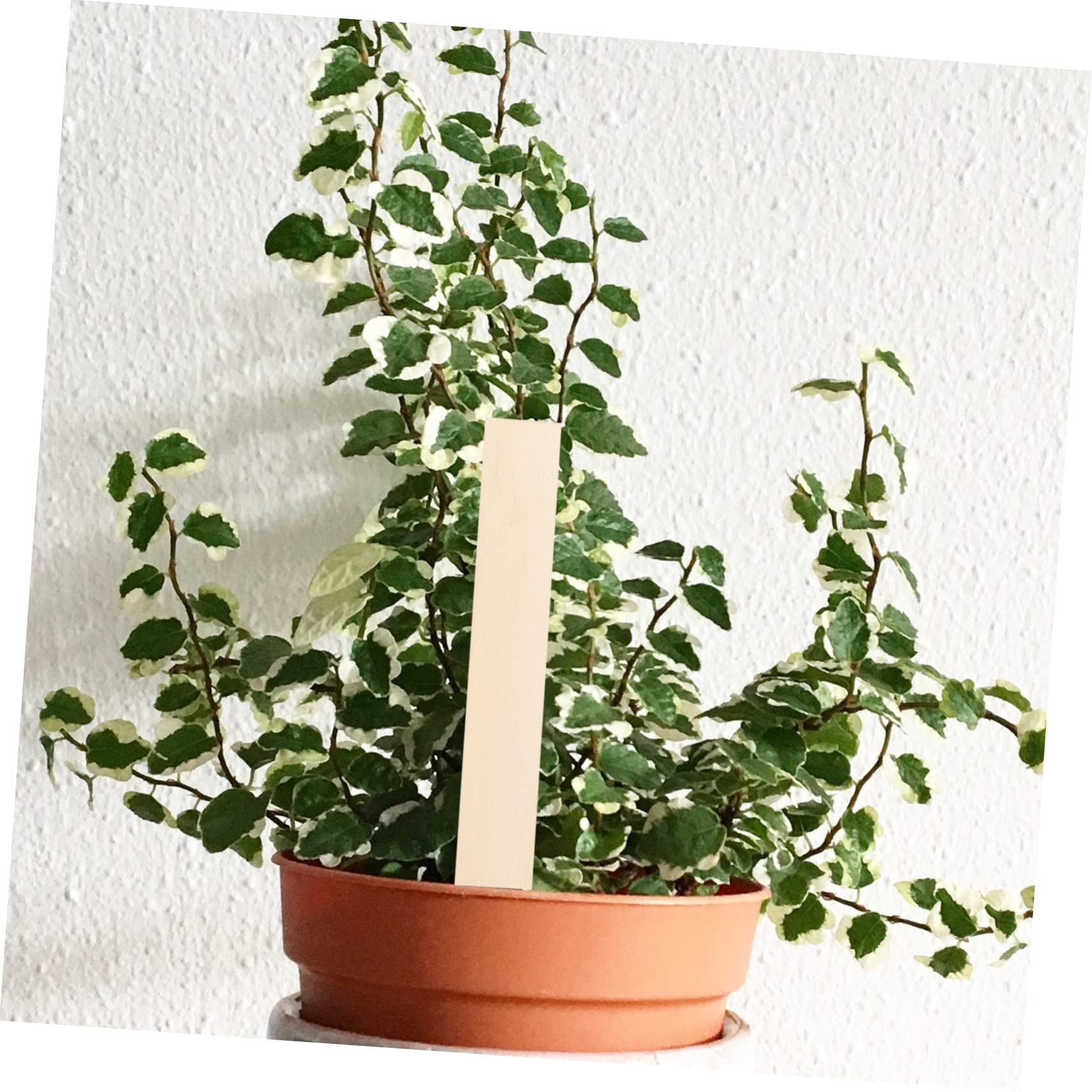 Yardwe Lot De 50 Étiquettes En Bois Réutilisables Pour Plantes Et Jardins Extérieurs