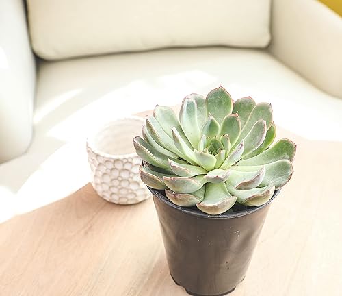 Miniatura 12 de Suculentas Echeveria de 1 cuarto de galón, 4 unidades, suculentas vivas recuerdos de fiesta en macetas suculentas, plantas suculentas vivas plantas