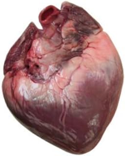 Heart Age Calculator