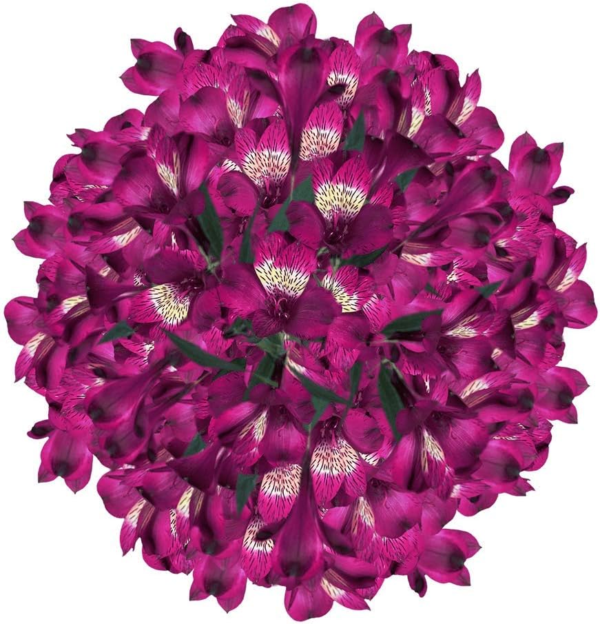 GlobalRose 30 Assorted Alstroemeria Flowers – Responsibly Sourced Peruvian Lilies Flowers – Hand-Picked Flowers Fresh Bouquet for Graduation, Anniversary & Special Occasions (3 Bunches of 10 Stems)
