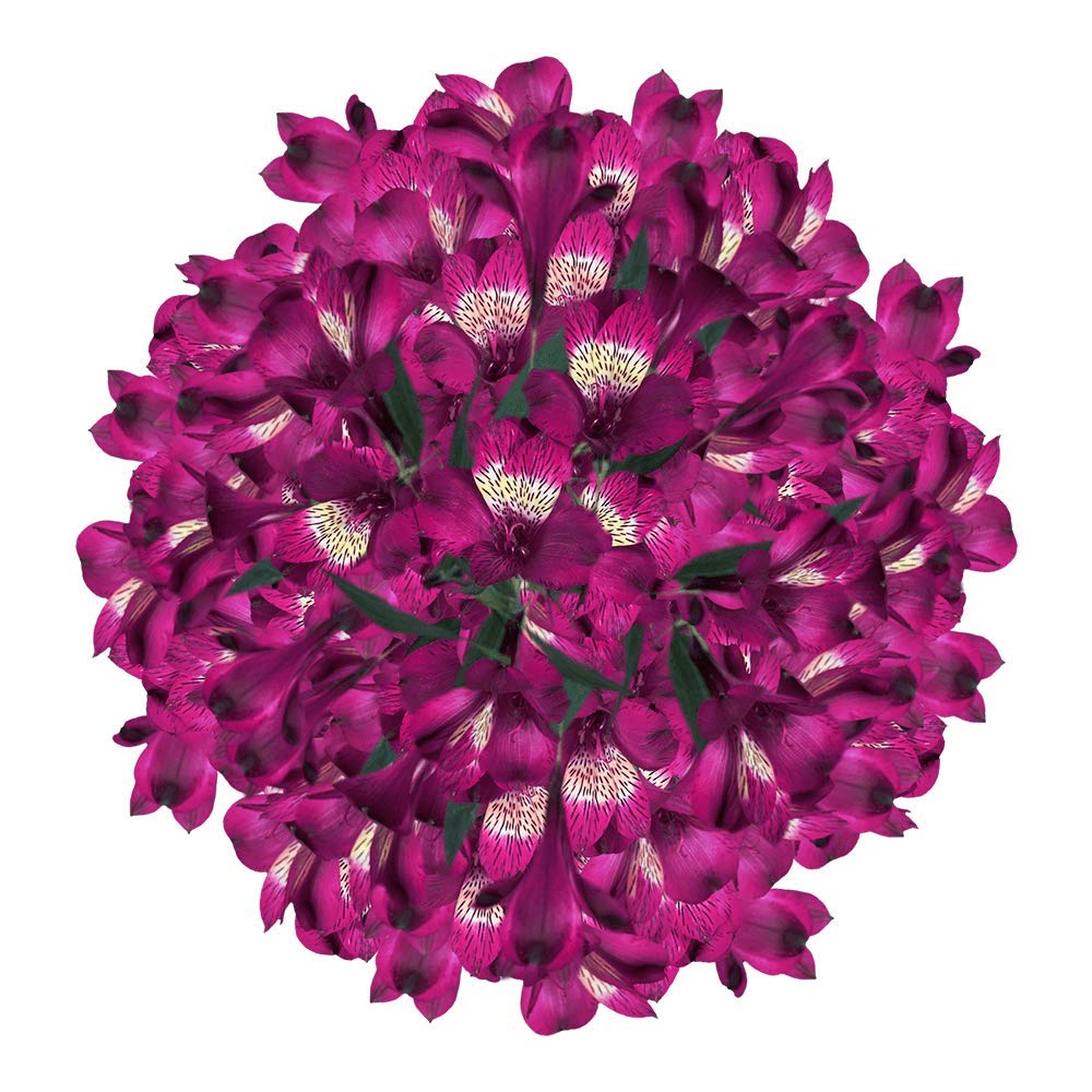 GlobalRose 30 Purple Alstroemeria Flowers