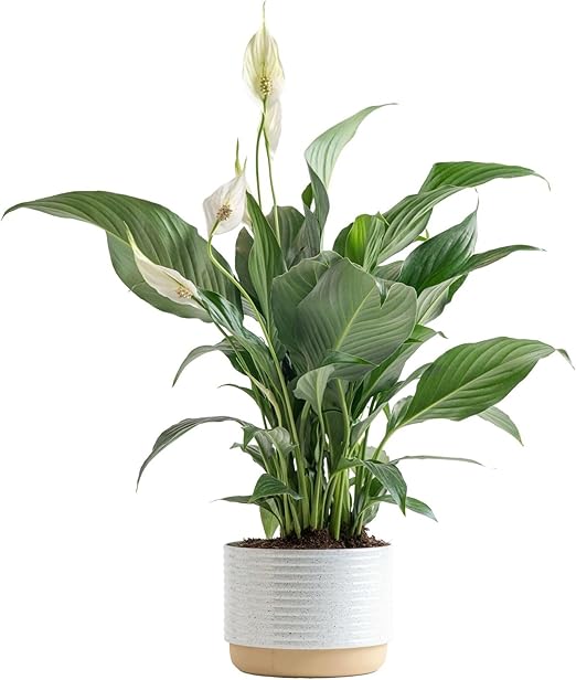 Costa Farms Peace Lily Live Plant, Decor Ready Houseplant with Flowers - 1 Foot Tall - Easy to Grow Blooming Plant in 6-Inch Flower Pot | Birthday Gift | Room Decor, Home Decor