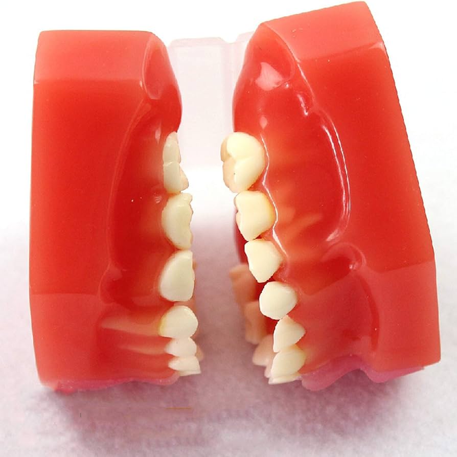 歯のモデル　発育模型 Amazon.co.jp: 子供の歯科模型、子供の乳歯の発育歯列モデル