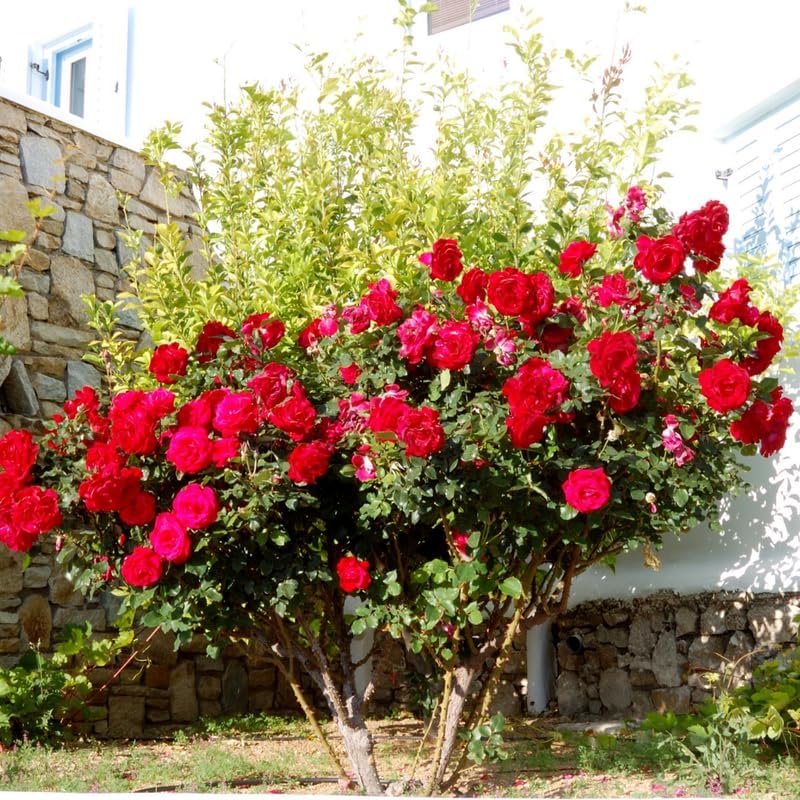 Rose Bush Live Plant Indoor Outdoor, 5-9 Inch Tall, Fragrant Rose Plant Live for Planting, Ornamental Flowers Well Rooted Starter Plant (Red Rose)