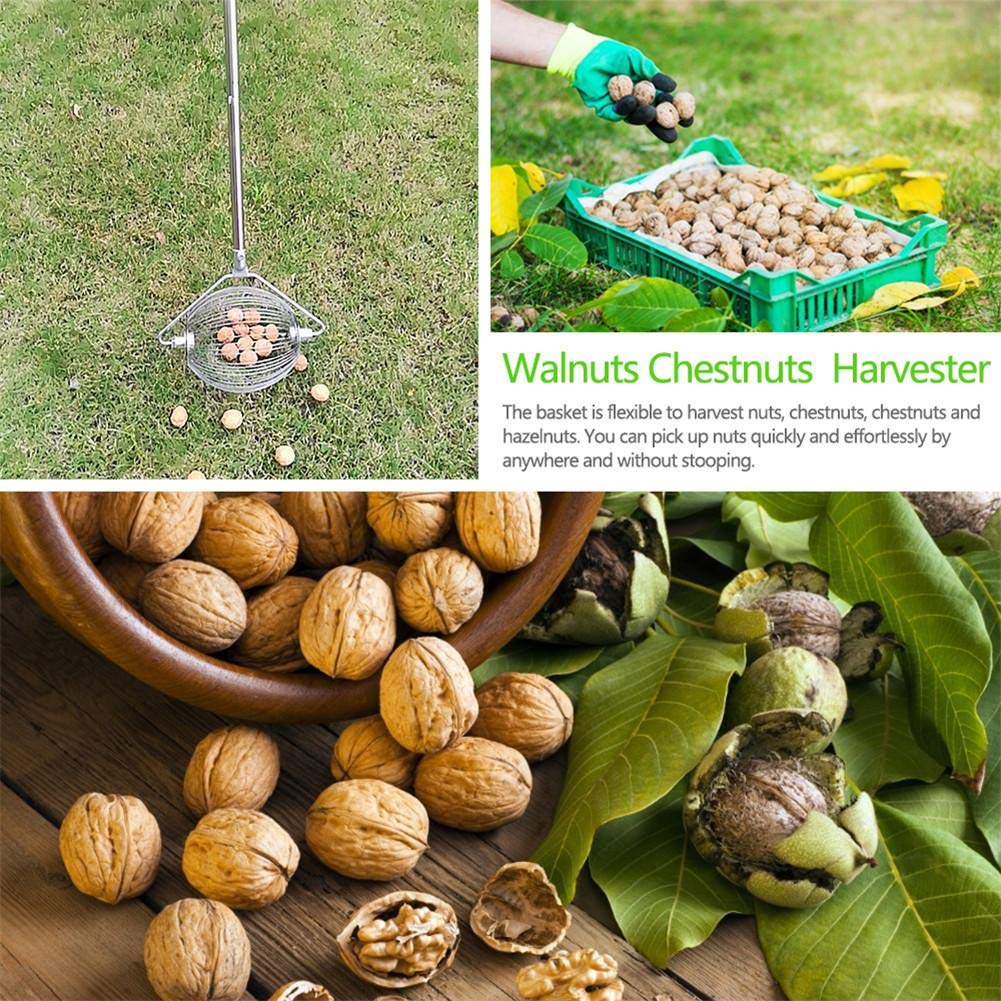 Nut Collector Tool Hickory Collector Rolling Nut Harvester Ball Pickup Nut Harvester Fruit