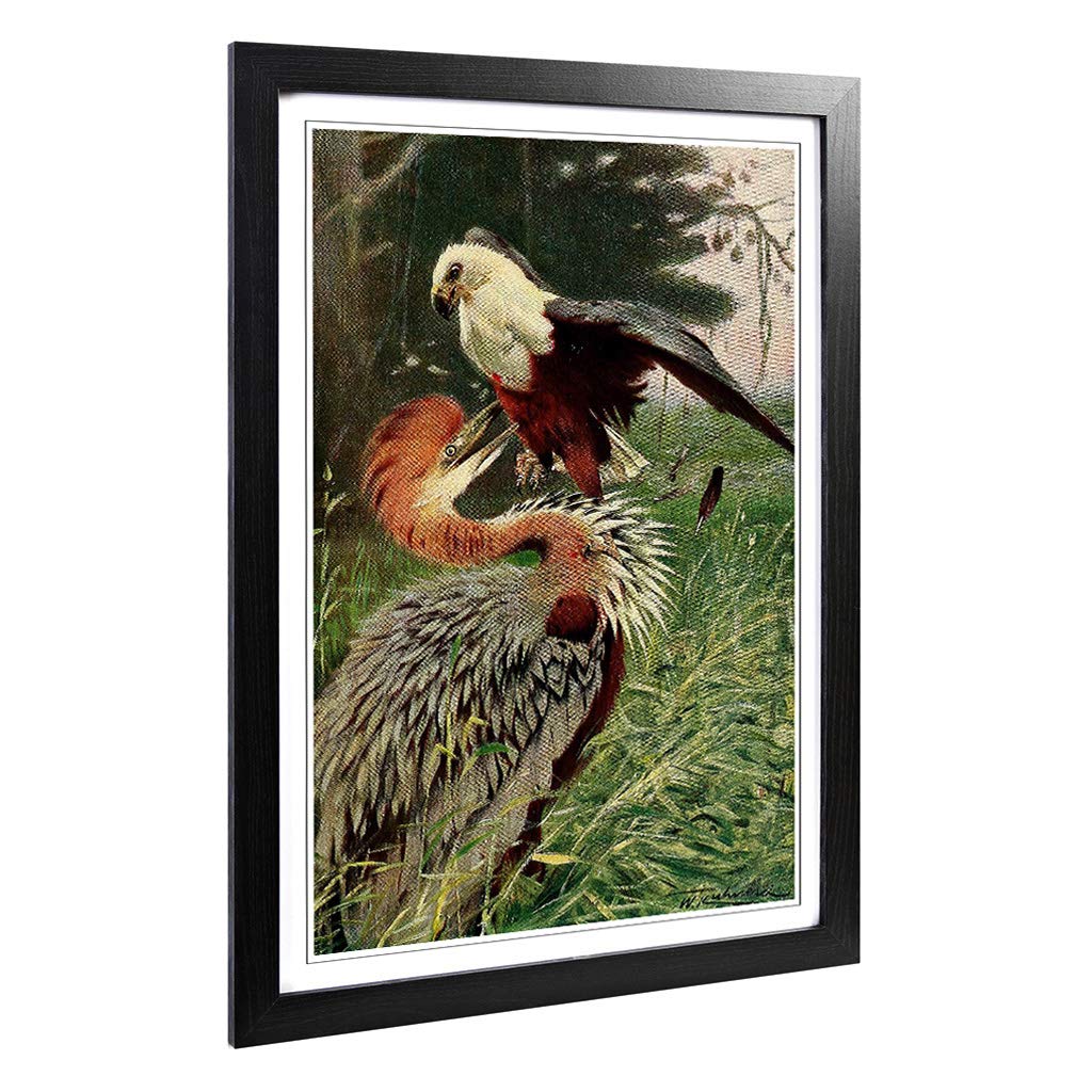 Big Box Art Framed Print of Vintage W Kuhnert Giant Heron & Sea Eagle Design | Wall Art Picture | Home Decor for Kitchen, Living Room, Bedroom, Hallway, Black, A2 / 24.5x18 Inch / 62x45cm