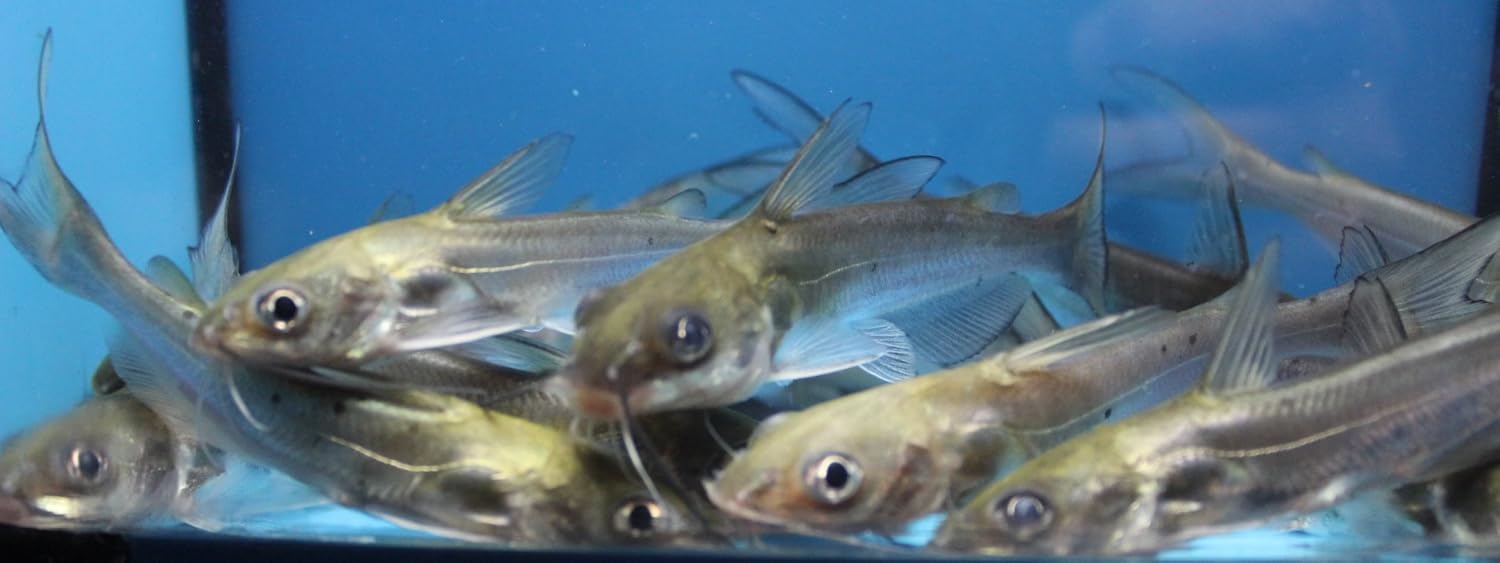 20 Pack Live 2-3 inch Channel Catfish