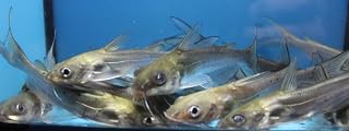 Blue 10 Pack Live 3-4 inch Channel Catfish