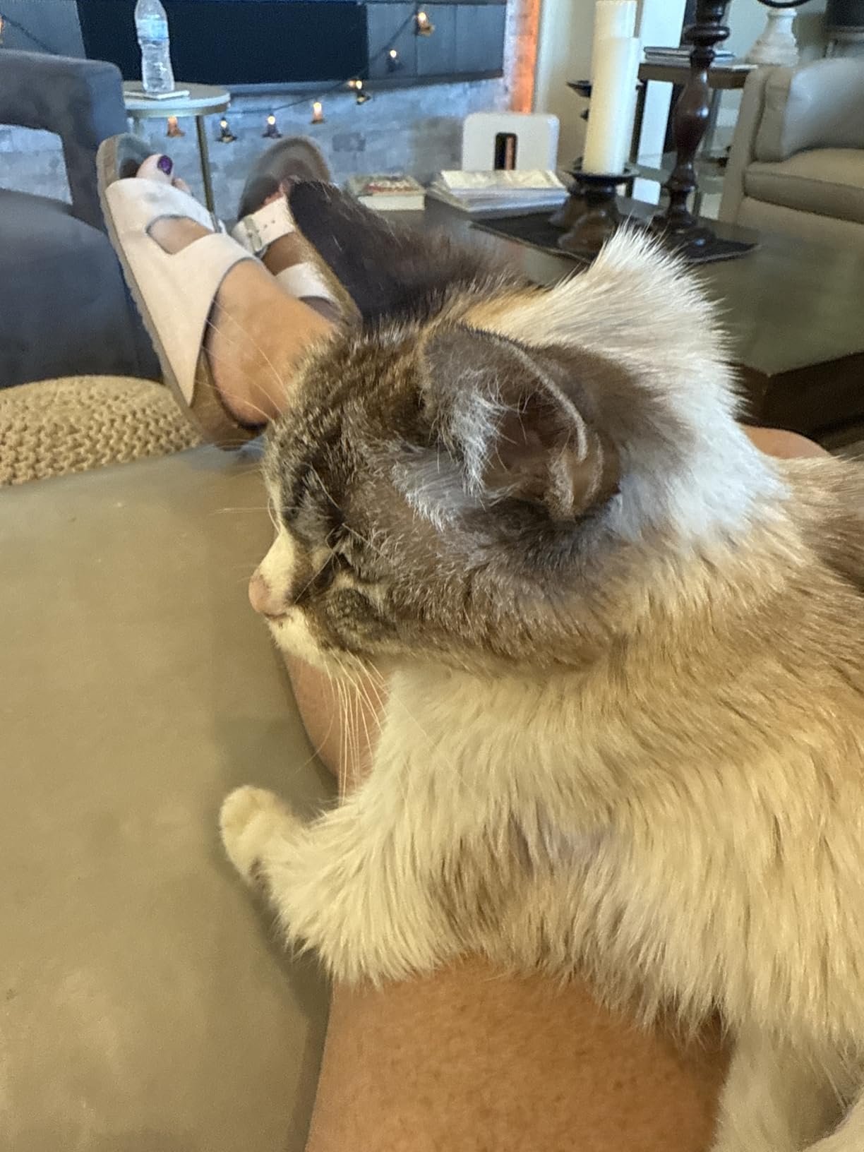 My cat loves it!