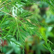 Acer 'Emerald Lace'. AGM Winner. Hardy Perennial. Japanese Maple Tree. 4L Plant. Available from Bedwen Plants.