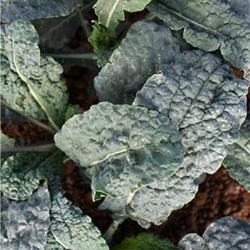 Sustainable Seed Co Black Magic Kale Seed 1 OZ 8,000 Seeds Non-GMO | Heirloom - Open Pollinated - Vegetable Gardening & Microgreens Seeds