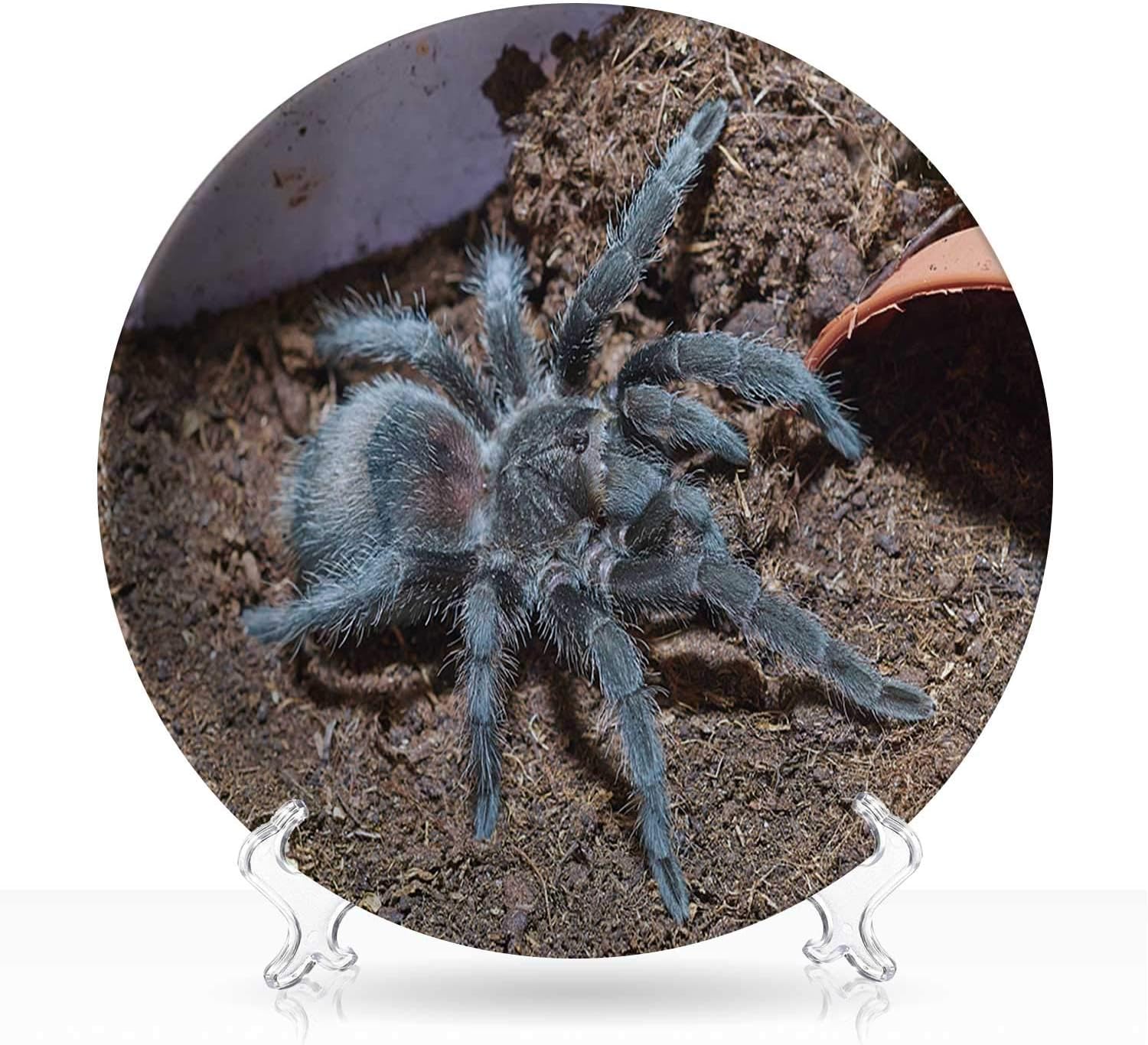 Tarantula Grammostola pulchra Macro,White Plates 072018 Dishes 7"Inch