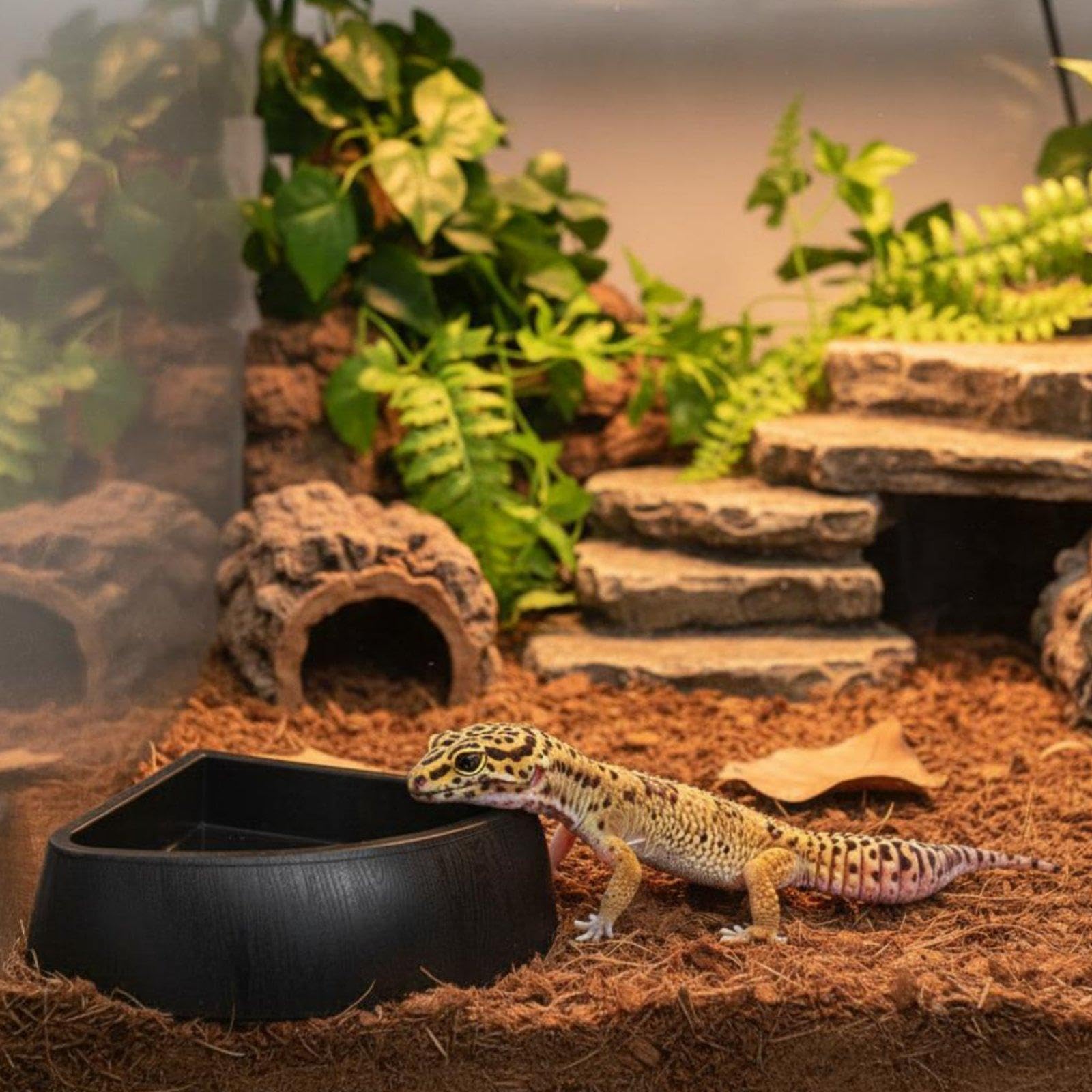 6 Stück Reptilienbehälter Terrariumschale Ecke Futterschale Wasserschale Reptilienschüssel für Kleine Als Wasserbecken Und Futterbehälter Fü, 6 Stück