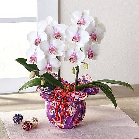 Amazon 日比谷花壇 母の日 22 花 ギフト プレゼント ミディ胡蝶蘭 和風ラッピング フラワーアレンジメント オンライン通販