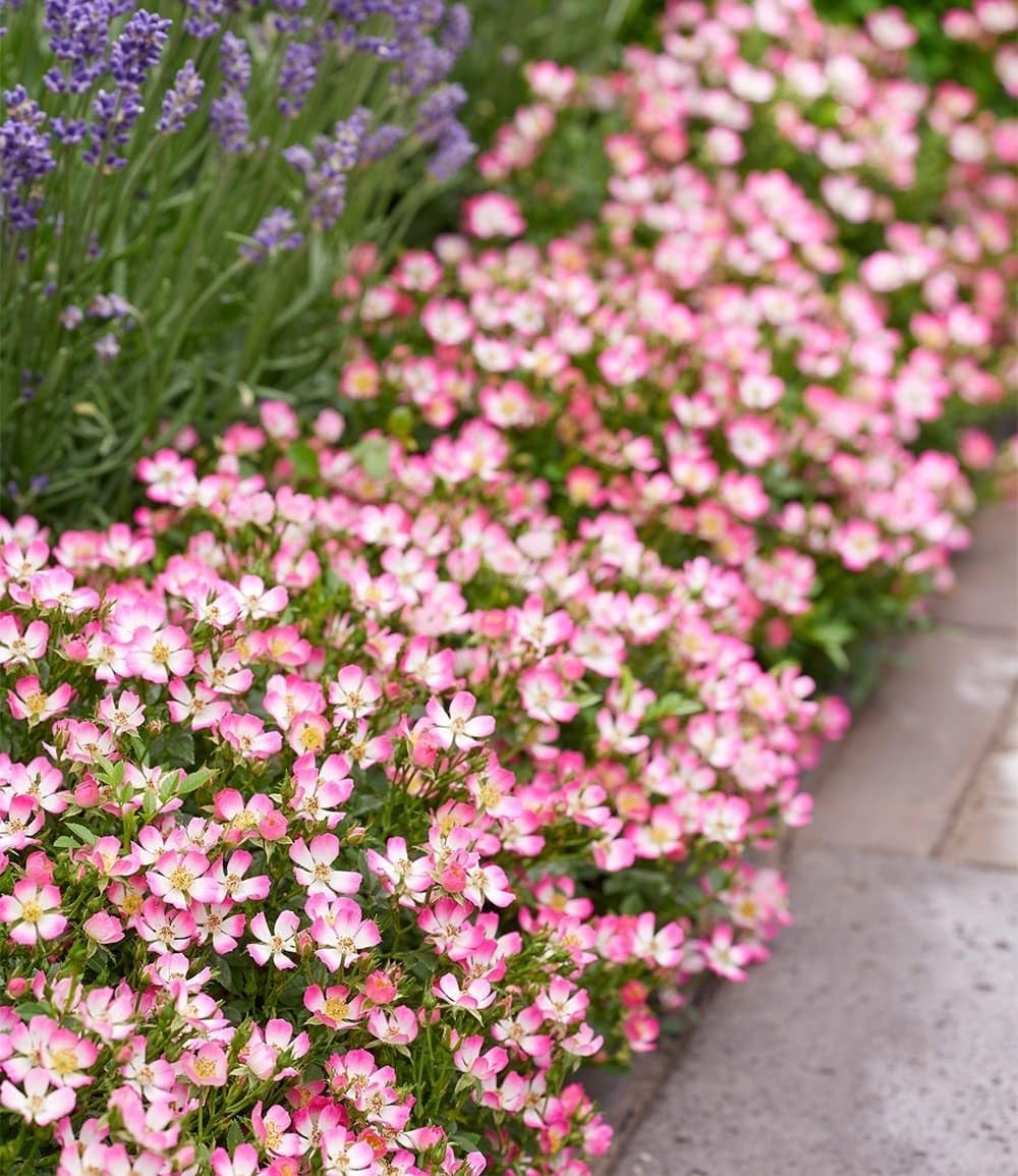 BALDUR Garten 6x Alpin-Rose Cutie Pie®, Pflanzen im 9x9 cm-Topf