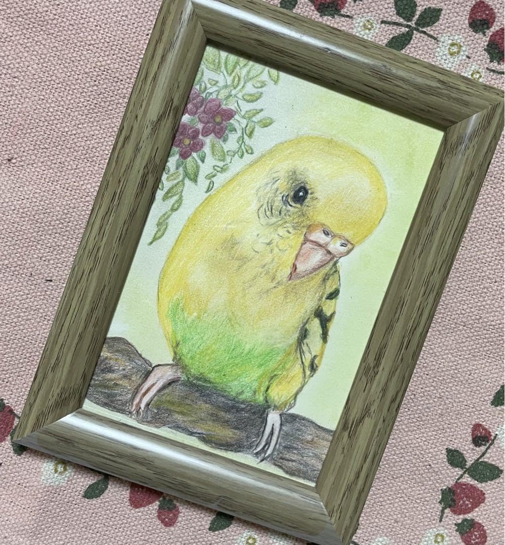 Amazon.co.jp: 色鉛筆画 リアル可愛いセキセイインコ色鉛筆画