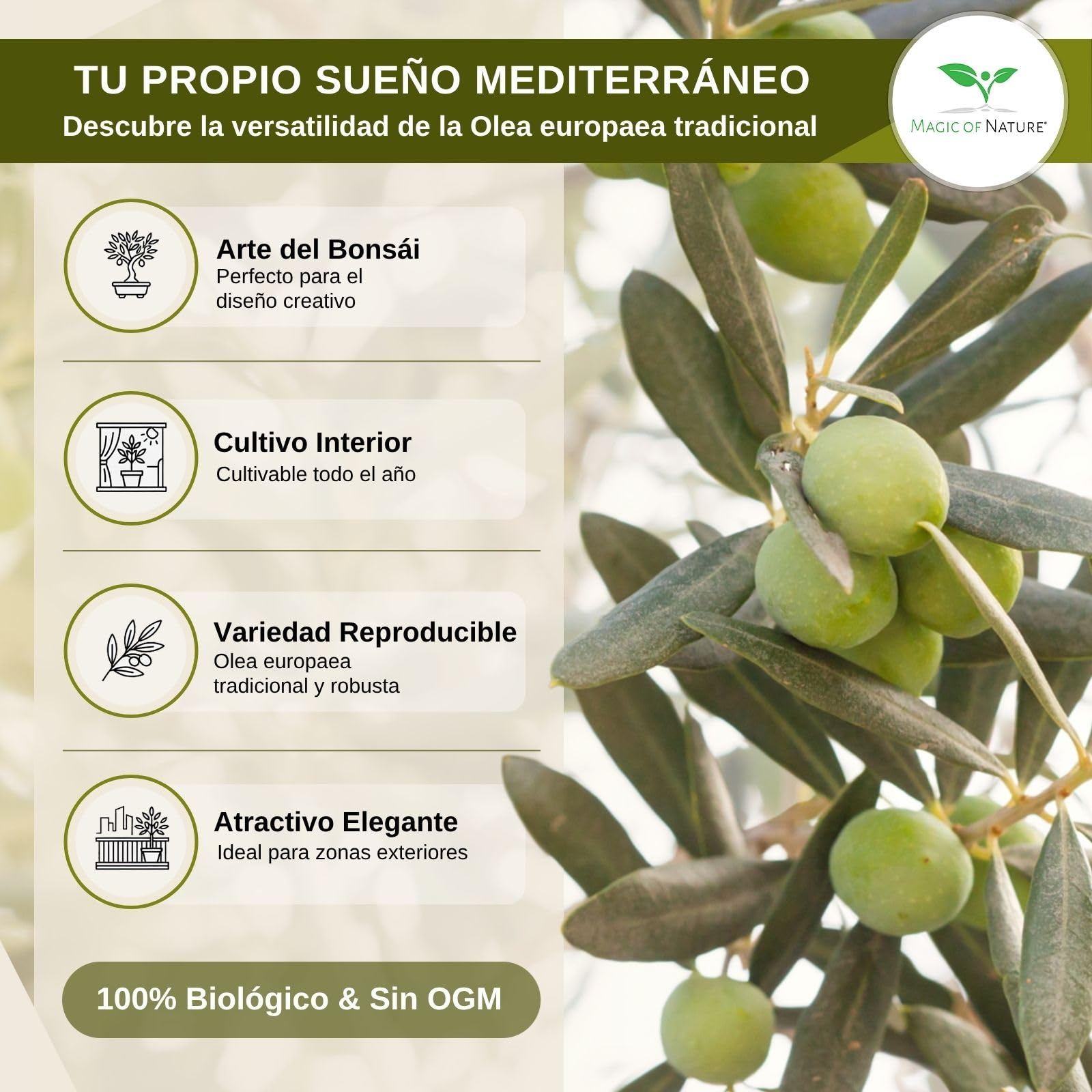Magic of Nature Semillas de Olivo - 10 Ud. Olea europaea Olivo Mediterráneo para Jardín Balcón & Bonsái - Huesos de Árbol de Aceite Reales
