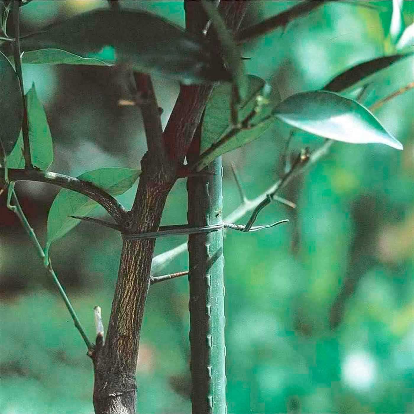 Tradineur - Pack de 24 tutores de Acero plastificado para Plantas de Ø 1,60 x 180 cm, Ideal para el Cuidado del jardín. Varillas para el Cuidado de Plantas y arboles (Color Verde)
