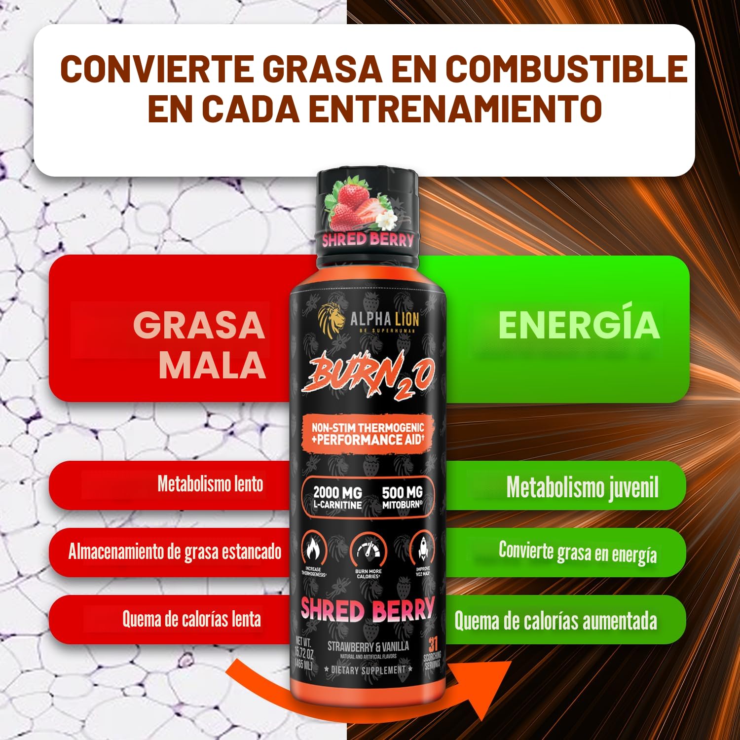 Amazon.com: ALPHA LION Burn2O L-carnitina líquida 2000 mg, quemador de  grasa líquido premium y suplemento para antes del entrenamiento para  hombres y mujeres, potenciador de energía natural y metabolismo para : Salud