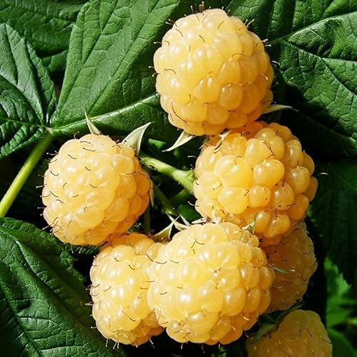 Plant Theory Cane Raspberry All Gold Autumn Fruiting Fruit Bush Rubus 5 x Bare Root