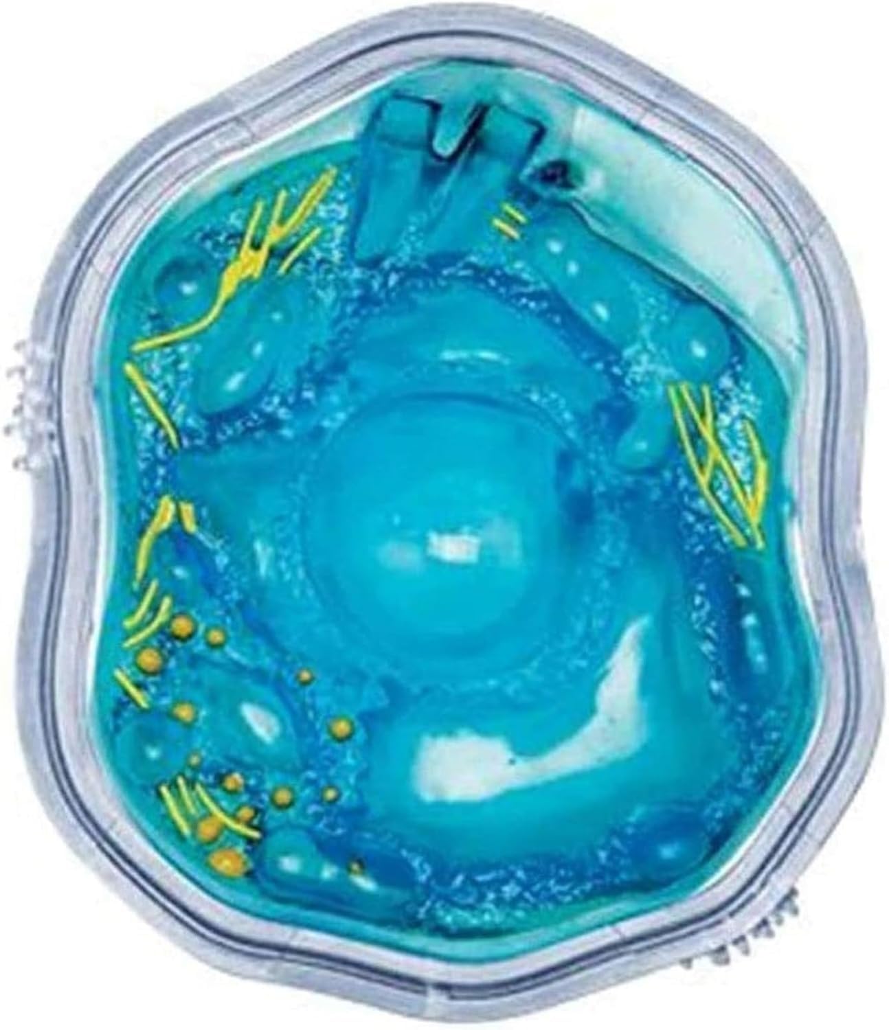 Biology Animal Cells Organ Anatomical Model, Animal and Plant Assembly and Medical Lessons Cell Model Teaching