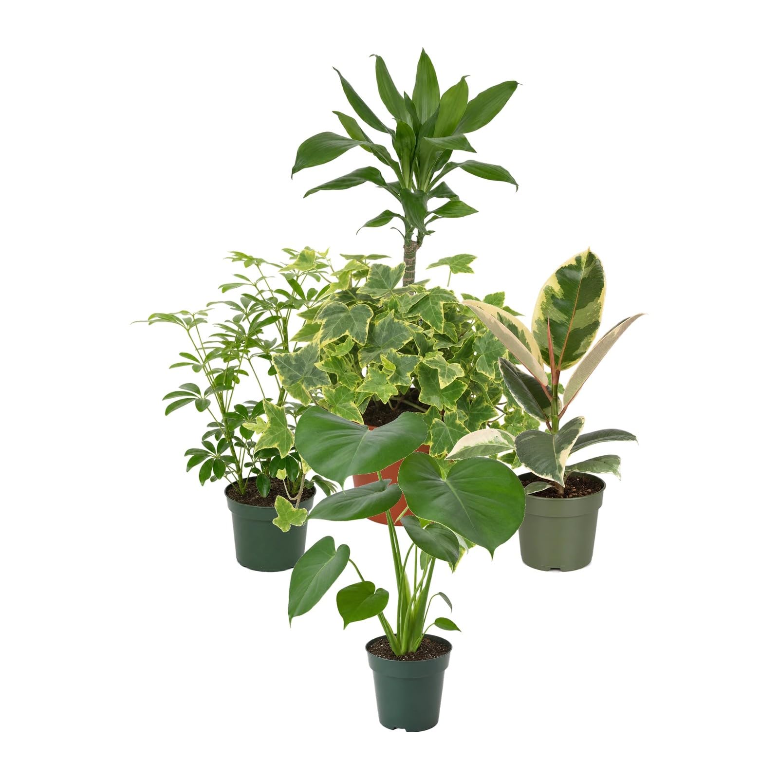DECOALIVE Pack 5 Plantas de Interior: Hiedra Goldchild y Ficus Tineke