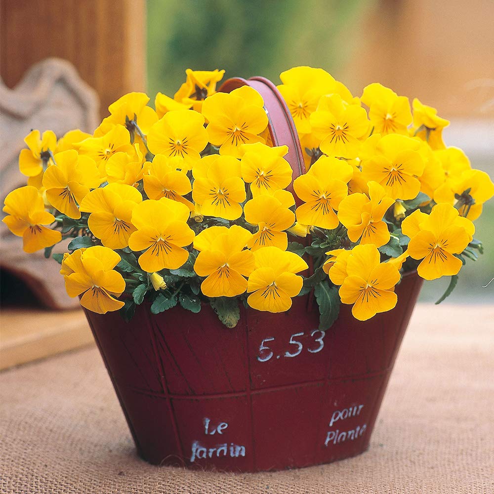 Amazon | ビオラ ビビ クリアイエローインプ ポット苗 10個セット