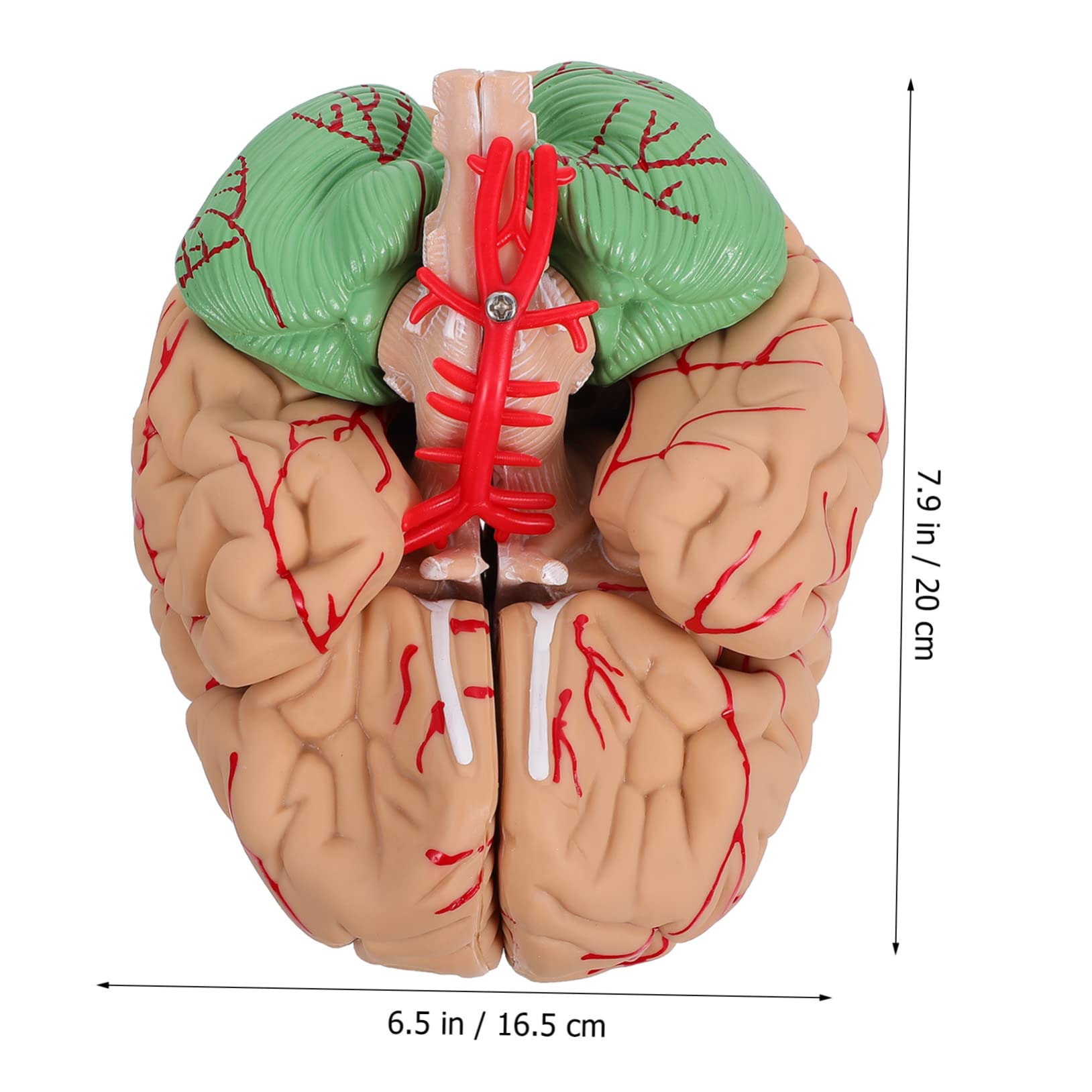 Ciieeo 1pezzi Modello Anatomico di Cervello Umano Cervello Anatomico Scientifico Modello per Aula per Insegnamento Realizzato Materiali di Buona Qualità