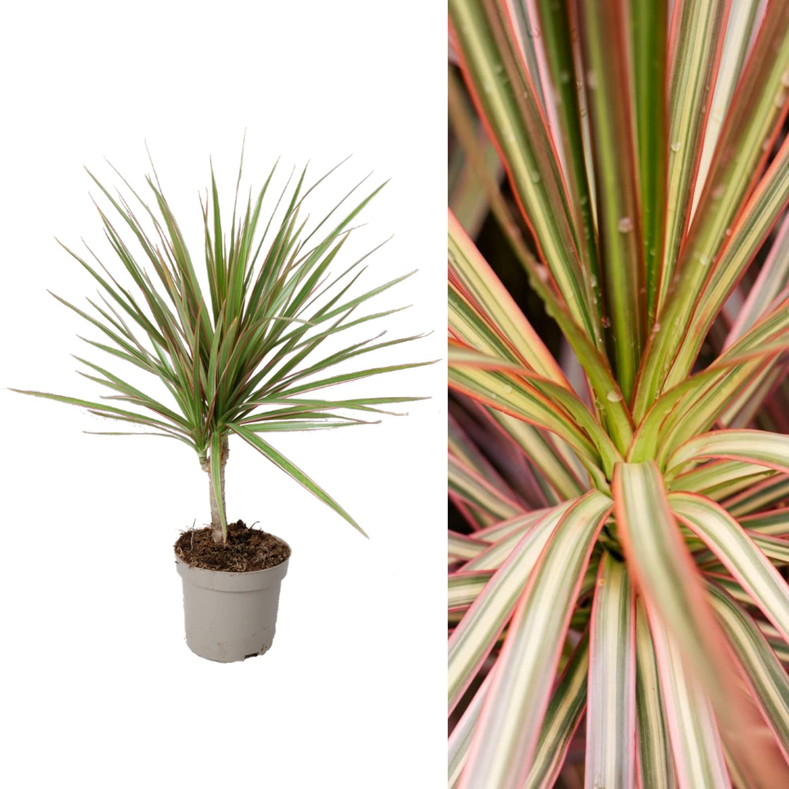 Carbeth Plants Dracaena marginata 'Bicolour' in 11cm Pot (1 Plant)