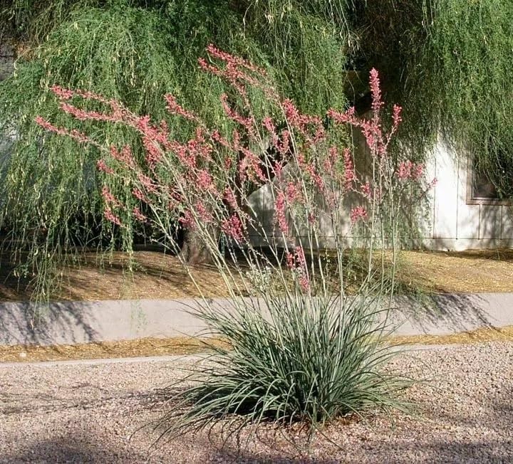 Amazon.com : Hesperaloe Funifera - Brakelight Red Texas