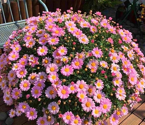 Big Promotion!100 pcs/Bag Ground-Cover Chrysanthemum Flores Perennial Seed Flower plantas Daisy Potted Plant for Home Garden,# - (Color: 3)