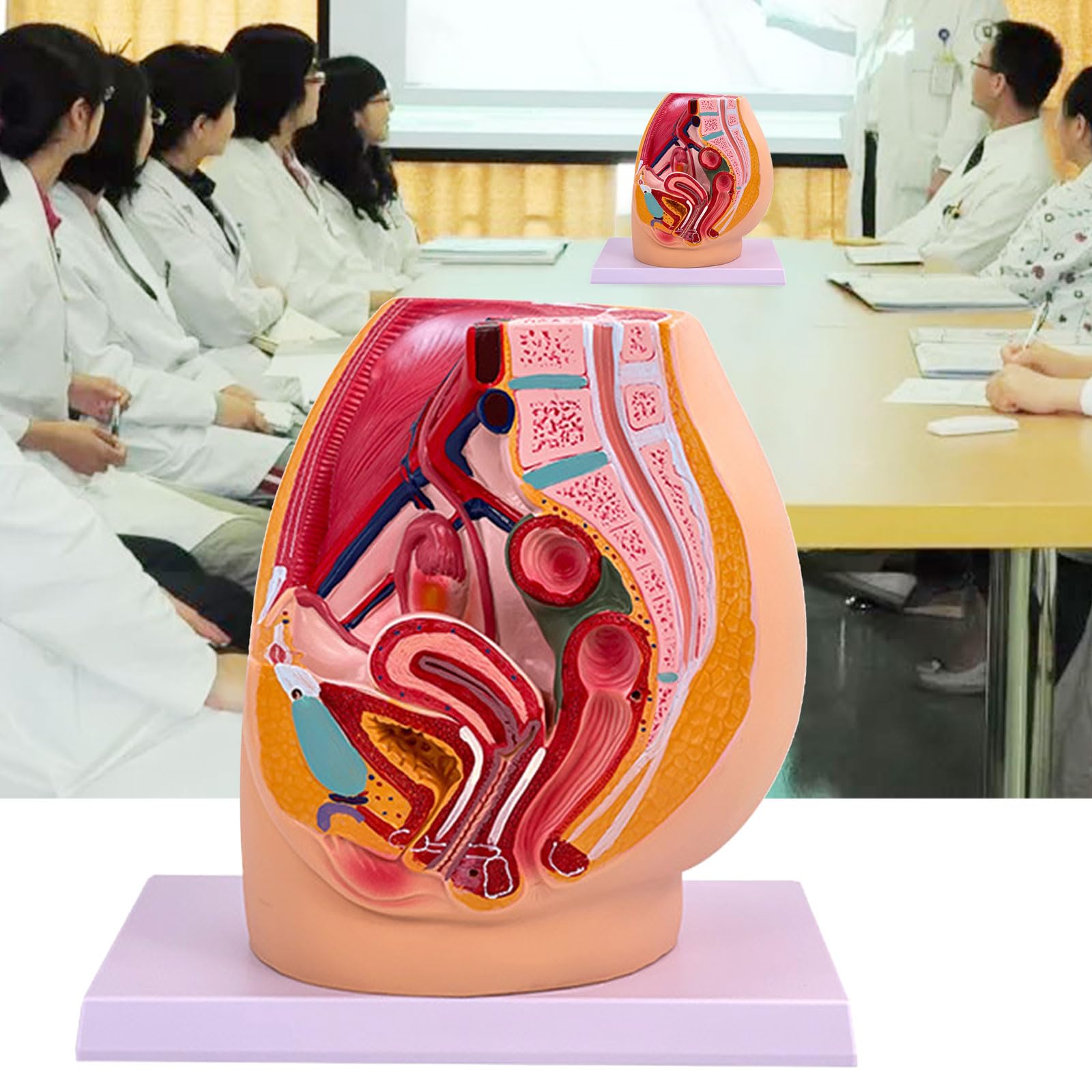 Gravidanza Femminile Modello di Anatomia Pelvica Anatomica Femminile Cavità Pelvica per Allenamento Ostetrico Impostazioni Cliniche Studio Anatomico
