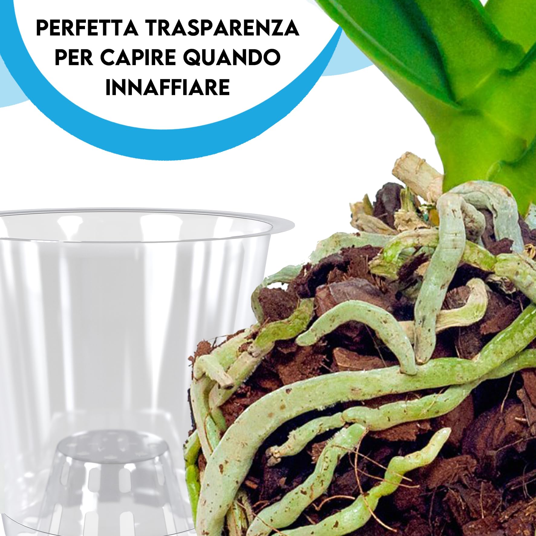 I 4 Migliori Vasi Trasparenti per Orchidee nel 2026
