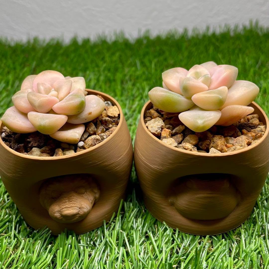 Amazon.co.jp: ティテュバンス錦 美苗2苗セット 美杏錦 アプリコット