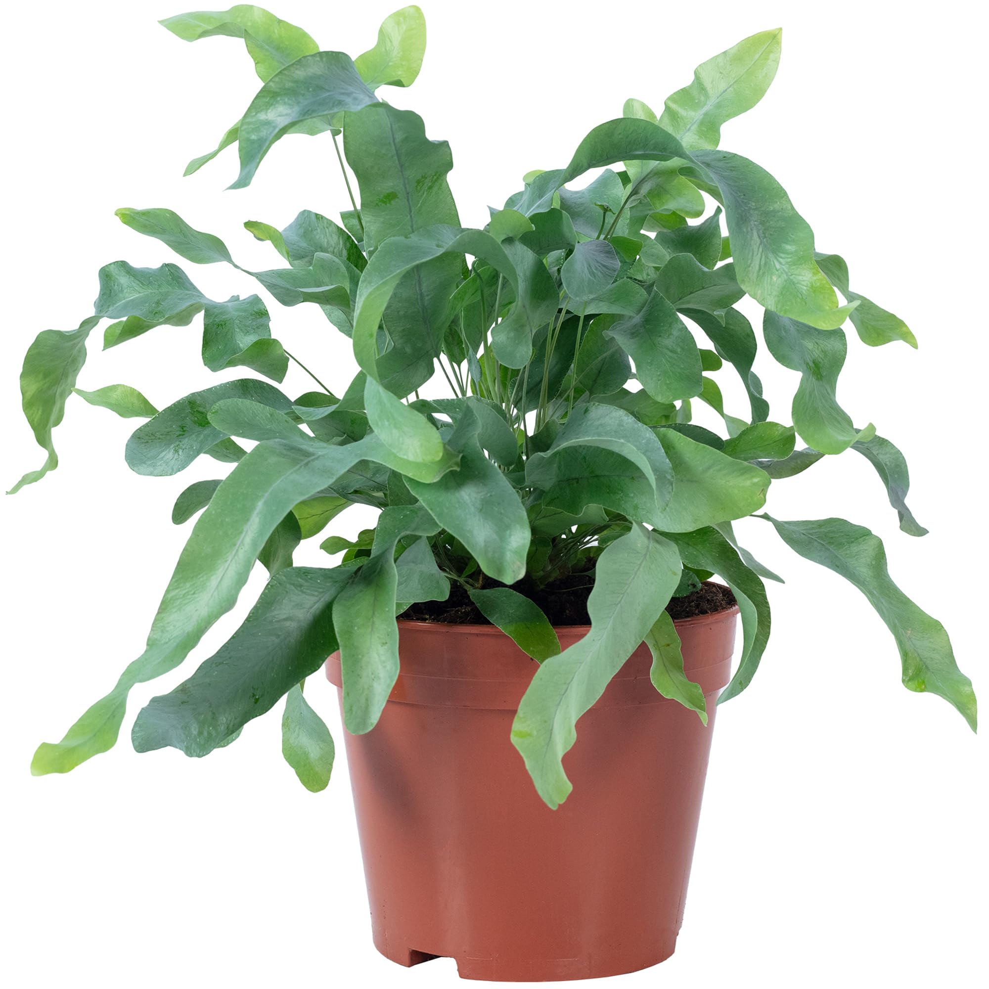 Planta de interior de fácil cuidado, Phlebodium aureum 'Blue Star', altura aprox. 40 cm, diámetro de maceta de 14 cm