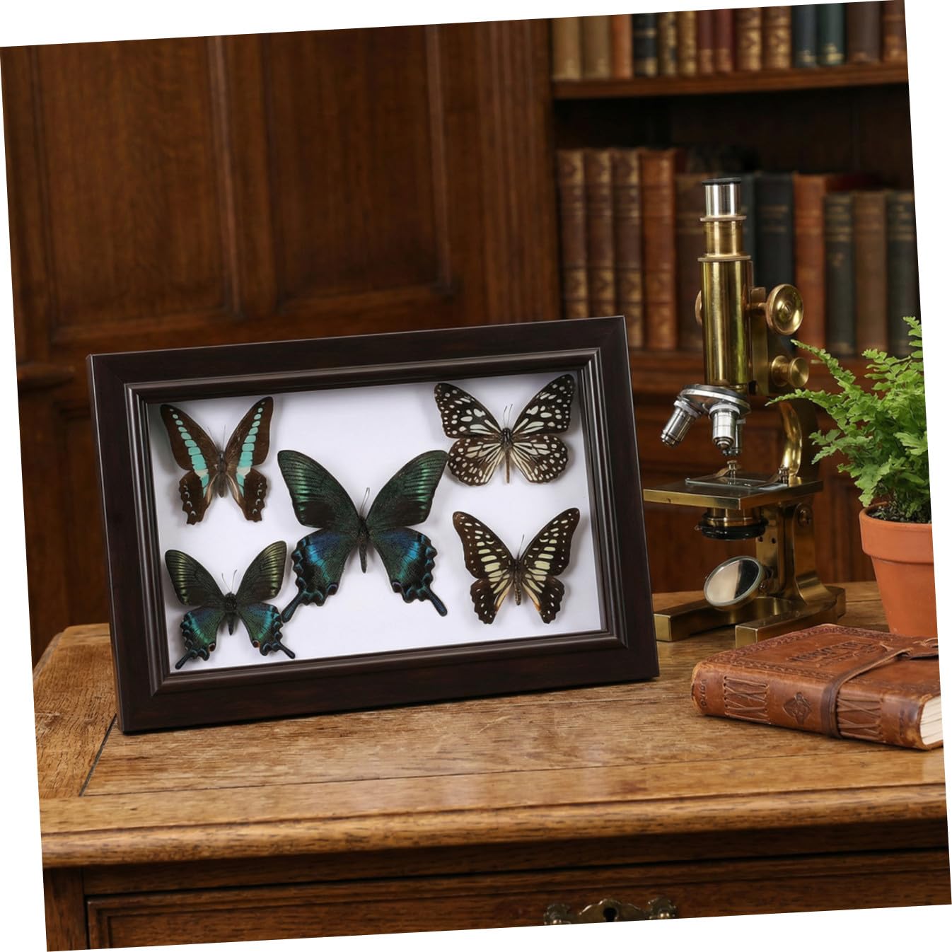 Marco de Muestra de Mariposas de Madera para Colgar en Pared