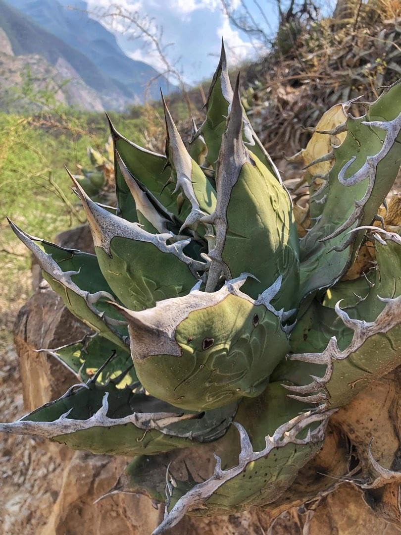 アガベ　オテロイ　オアハカ　実生　Agave Oaxaca Oteroi アガベ オアハカ オテロイ OX-01 | アガベ専門店 モンスターハウス