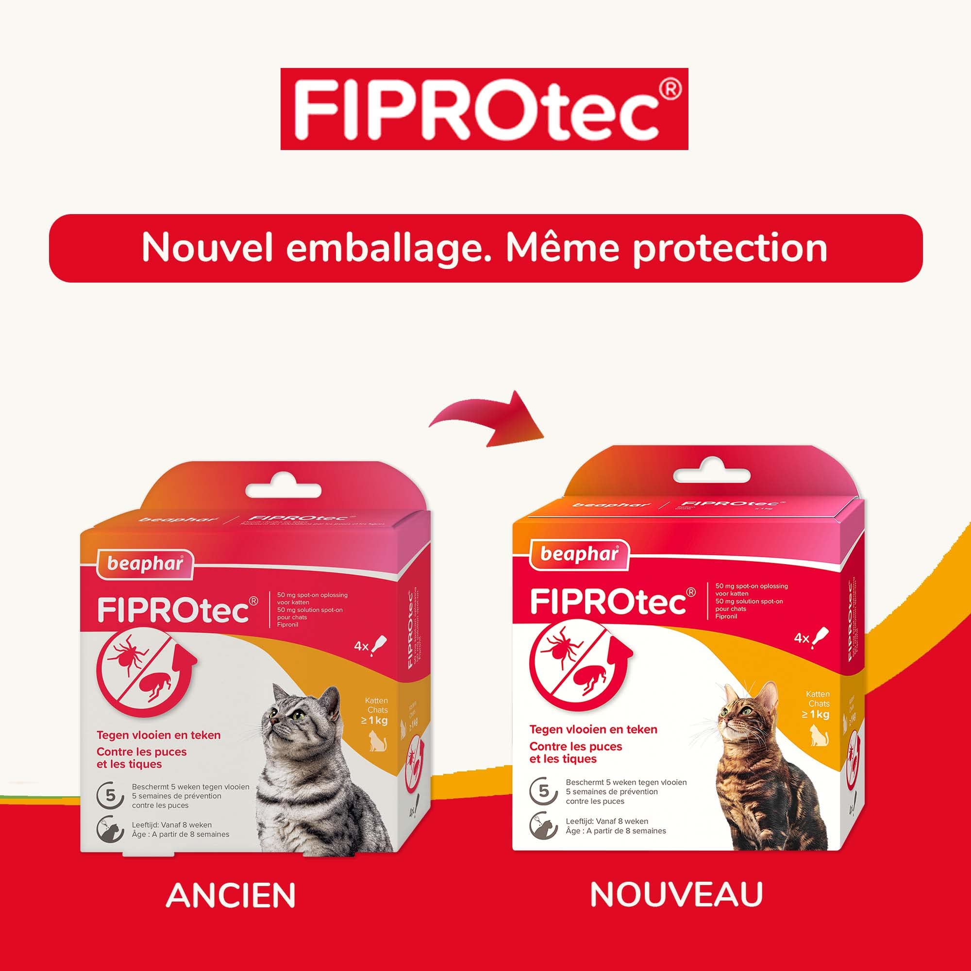 BEAPHAR FIPROTEC 50 MG Solution Spot-on pour Chats À Base de Fipronil Tue Les Puces et Les Tiques à l'application Traitement Antiparasitaire pour Chat dès 8 Semaines 4 Pipettes de 0,50 ML
