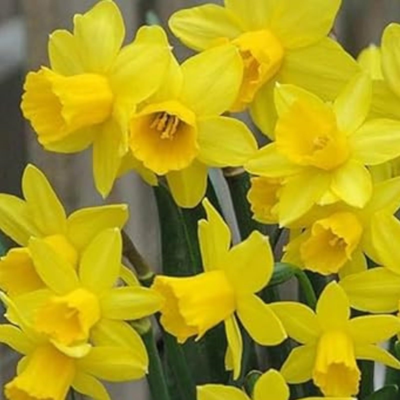 Narcissus Bulbs for Planting Now UK,Strong Plants That Grow Well,Daffodil Bulbs,Flowering Rhizome,Greening Flower,Excellent Display Indoor Perennial,Balcony Garden Bulbs.-10Bulbs-F