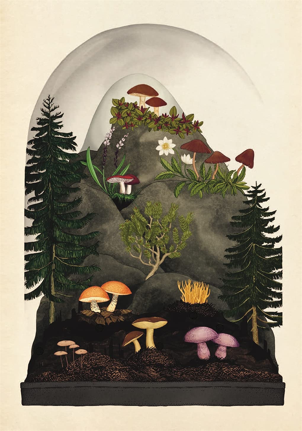 Fungarium Postcards by Katie Scott