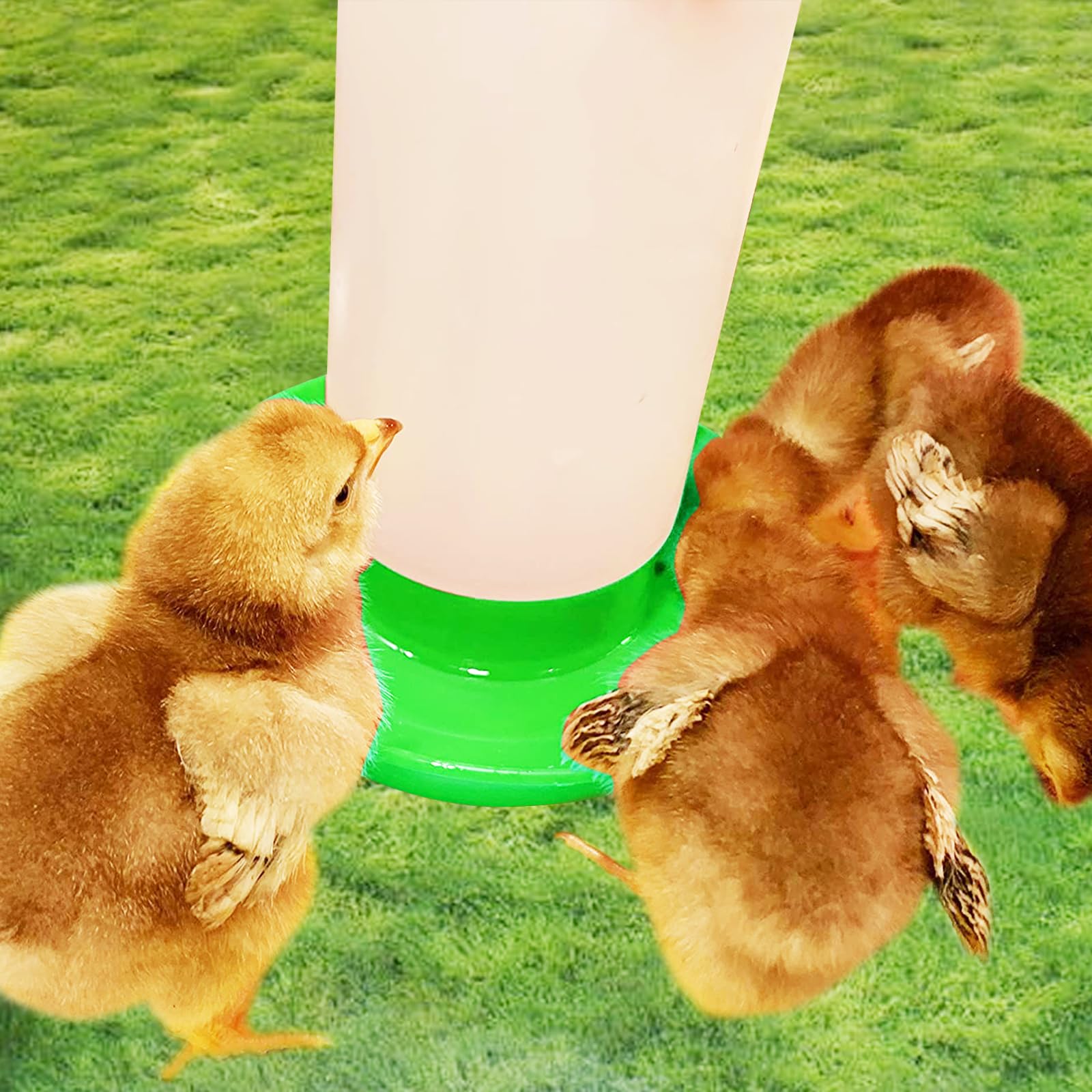 Mangiatoia E Abbeveratoio Per Pulcini - Plastica Trasparente, 1kg E 1L | Per Galline, Quaglie E Chiocce - Foto 4