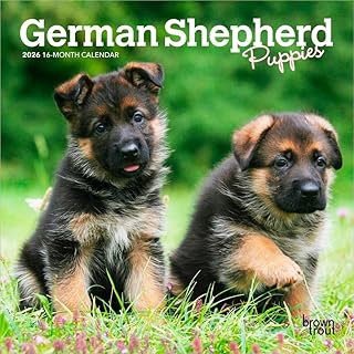 子犬のジャーマン・シェパード 2026年 ミニカレンダー / ブラウントラウト 輸入版 壁掛け 17.8 x 35.6 cm (German Shepherd Puppies Calendar)